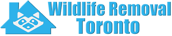 Toronto Wildlife and Animal Removal
